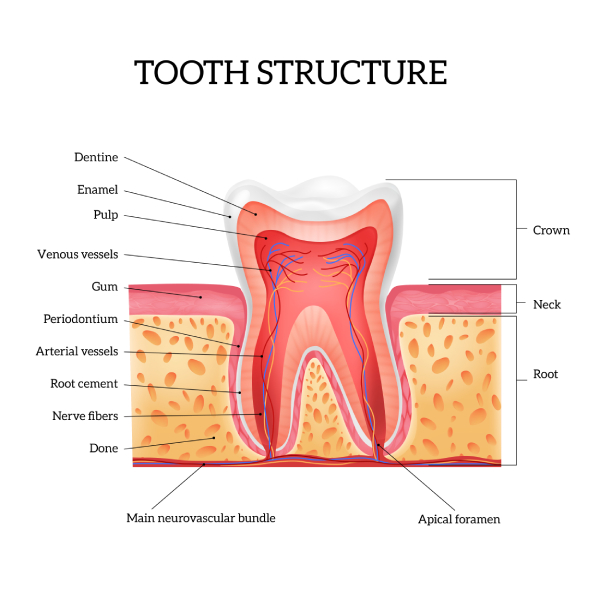 Composite Veneer